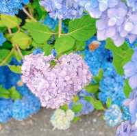 千葉県にあるおすすめの紫陽花寺