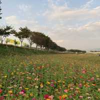 [장성- 황룡강 노란꽃잔치]