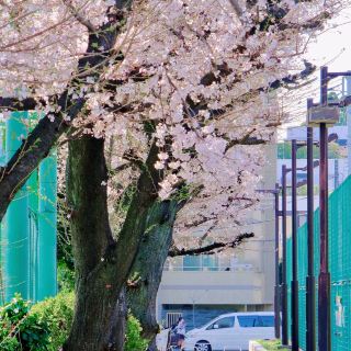 The Minato City Azabu Sports Ground is a sports ground located in the Azabu area of ​​Minato Ward. It has a baseball field and tennis courts and is used as a place of relaxation for the surrounding residents. There is a magnificent row of cherry trees in the sports ground, and in spring, a beautiful view unfolds.
#sakura #spring trip #Tokyo #Azabu district #Minato Ward
#A trip to enjoy spring