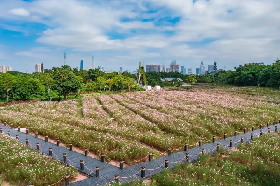 4_Haizhu Wetland
