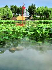 Chenjiashan Lotus Park