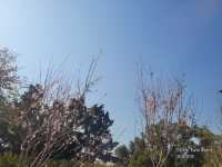 又到賞花季，去荔枝角公園看櫻花
