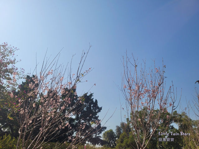又到賞花季，去荔枝角公園看櫻花