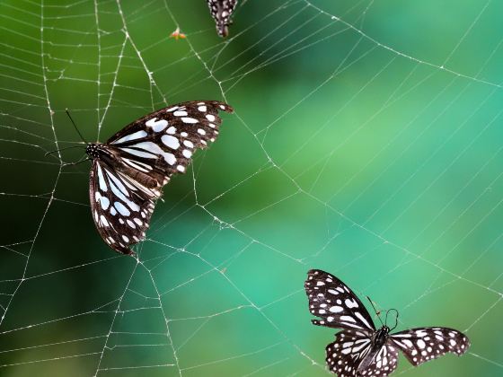 Jumalon Butterfly Sanctuary And Art Gallery