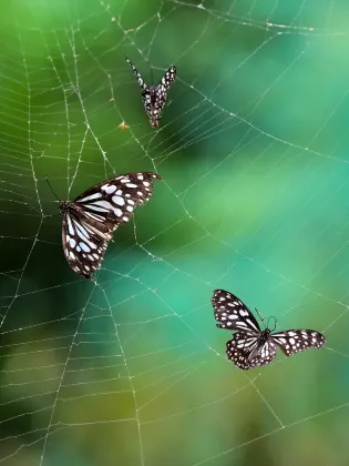 Гостевой дом в г. Себу