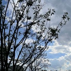 Xin Zhenjiang Shanghai Fuchun Soup Dumplings Restaurant User Photo