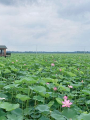 Jizhou Miles Lotus Pond