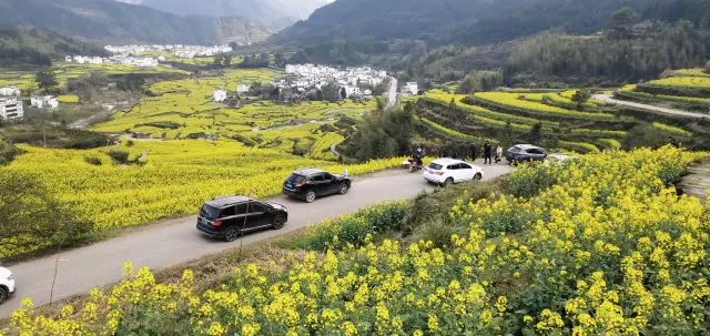 Rapeseed Flower Viewing in Wuyuan