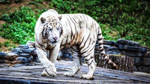 Guizhou Forest Wildlife Park