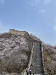 居庸關花海