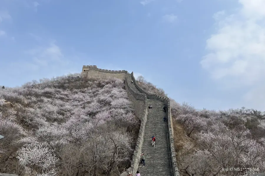 居庸關花海