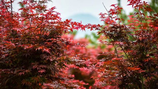 廣西南寧上林縣紅楓谷生態園農場