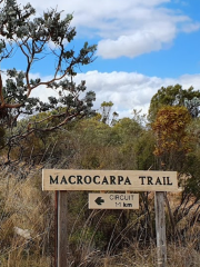 Macrocarpa Walk Trail
