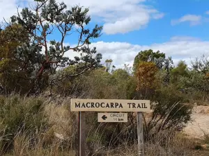 Macrocarpa Walk Trail