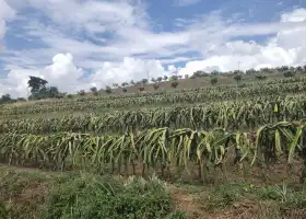 西雙版納傣族自治州喃哈熱帶水果基地