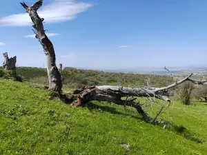 額敏縣野果林風景區