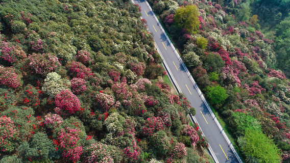 Guizhou Bijie Qianxi Azalea Scenic Spot Campsite