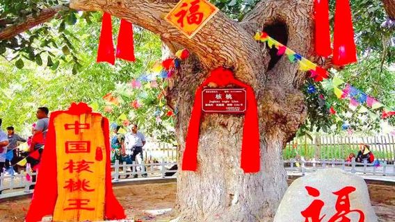 Walnut Seven Fairies Garden