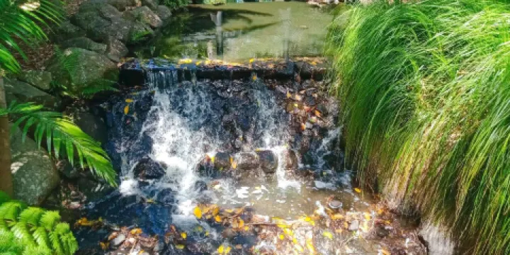 黃金海岸地區植物園