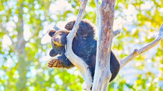 Alaska Wildlife Conservation Center