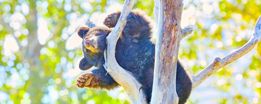 阿拉斯加野生動物保護中心