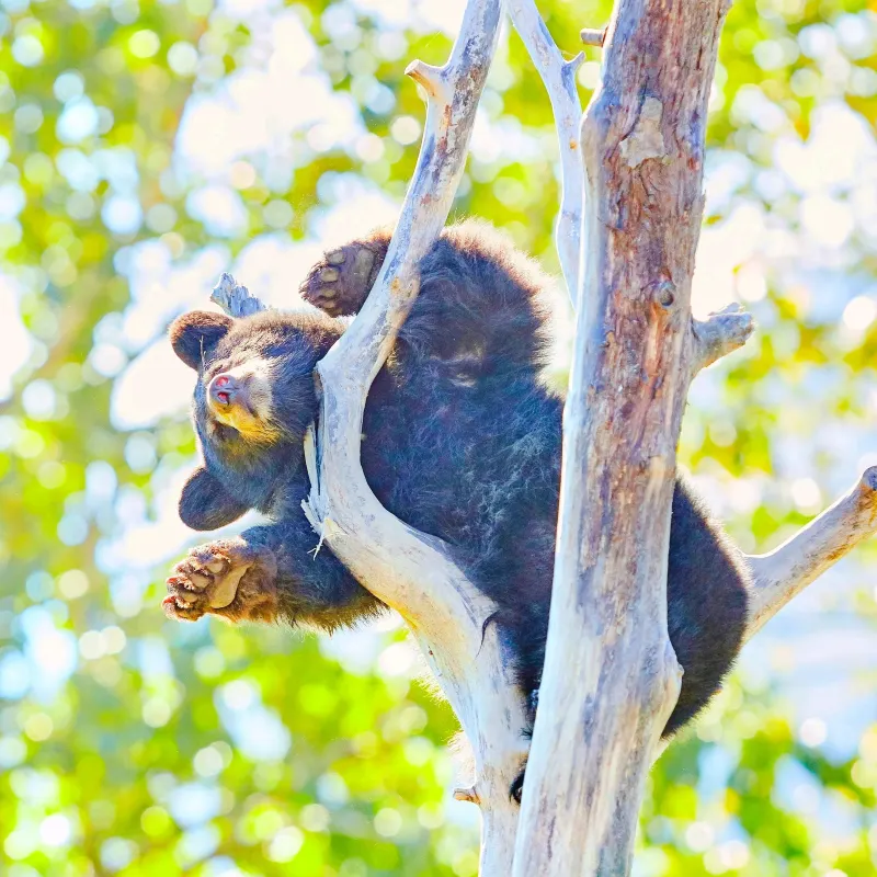 阿拉斯加野生動物保護中心