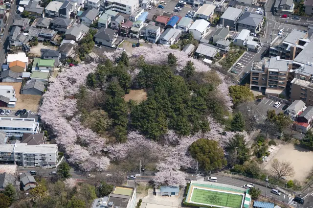 Cherry Blossom Viewing in Nagoya