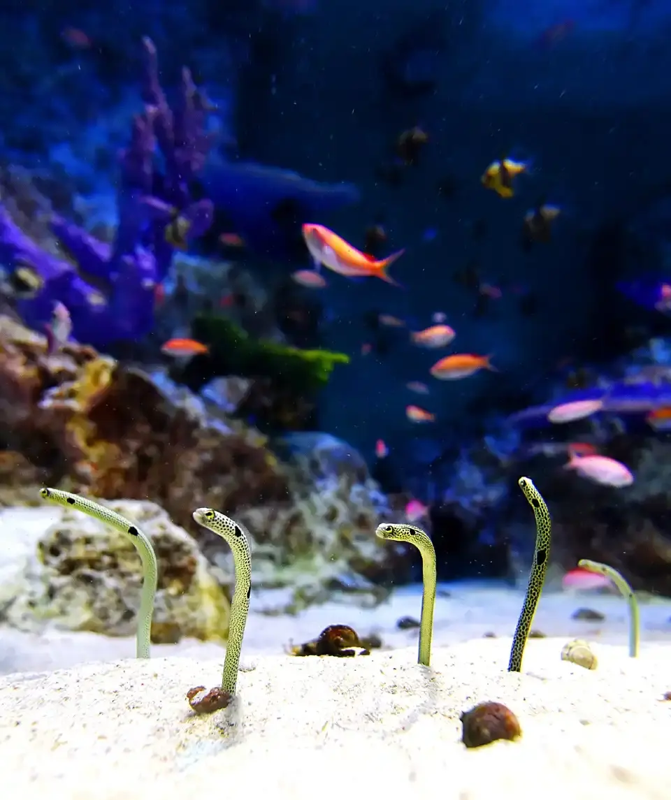 2_Otaru Aquarium