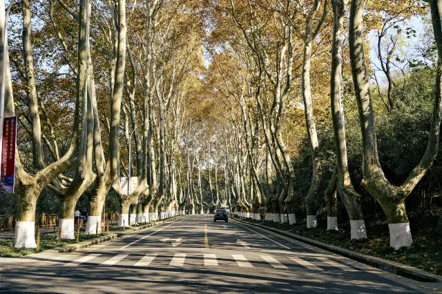 Sycamore Tree Viewing in Nanjing
