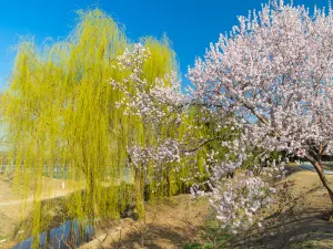 Yuanmingyuan Park