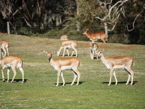 Zoo di Melbourne