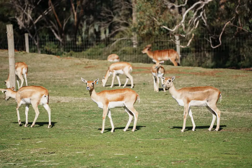 2_Melbourne Zoo