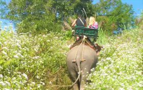 ปางช้างเผือกหาดใหญ่