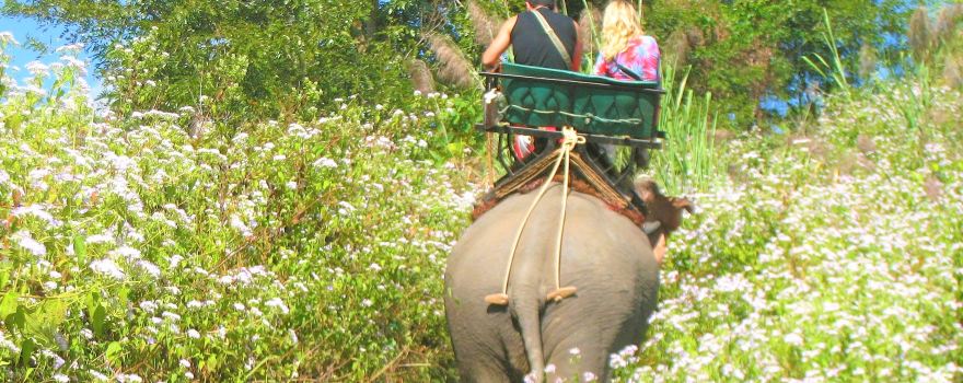 Chang Puak Elephant Camp Hat Yai