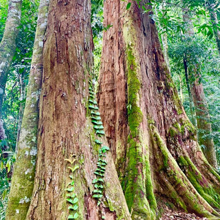 Bukit Lawang