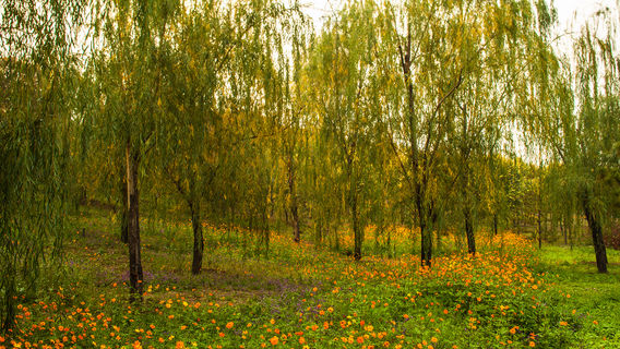 Shizhu Mountain Scenic Area
