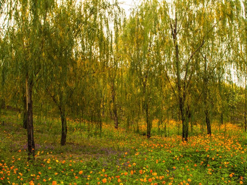 Shizhu Mountain Scenic Area