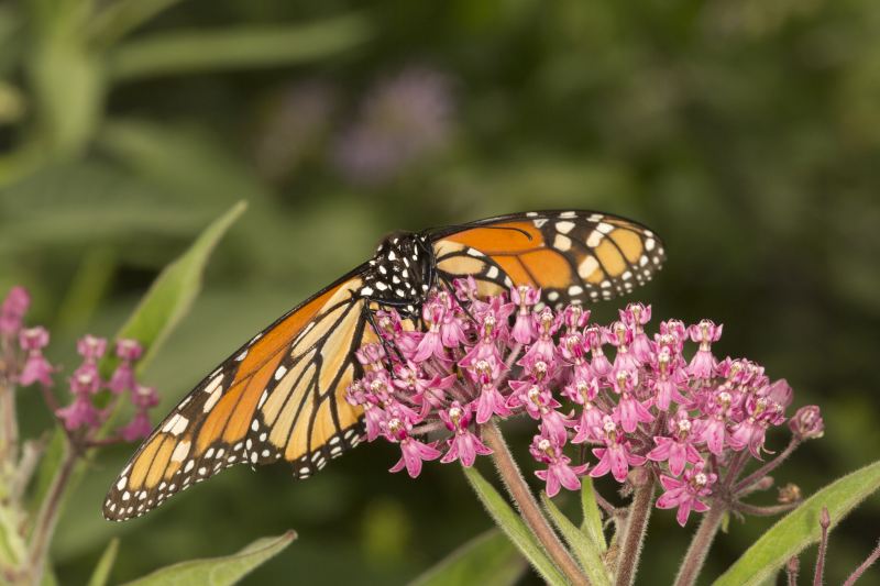 Jumalon Butterfly Sanctuary And Art Gallery
