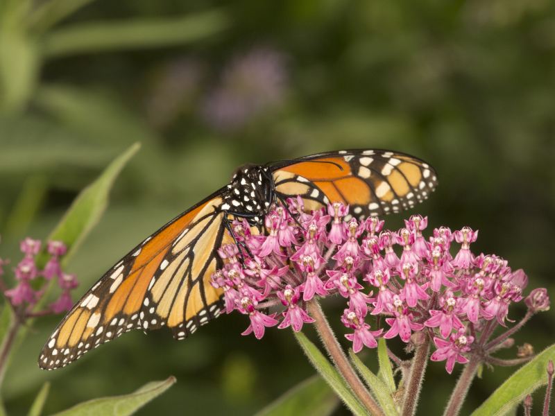 Jumalon Butterfly Sanctuary And Art Gallery