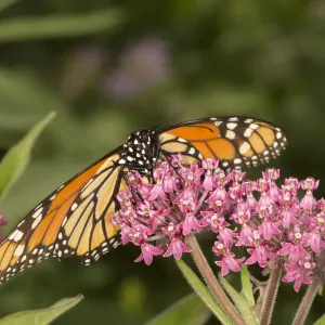Jumalon Butterfly Sanctuary