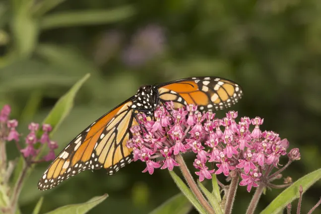 Семейные Отели в г. Себу