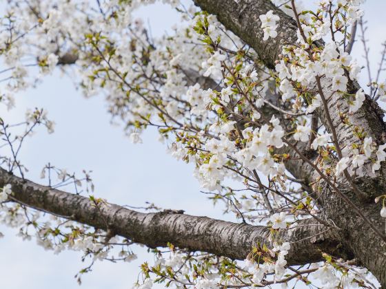 鑑真路桜通り