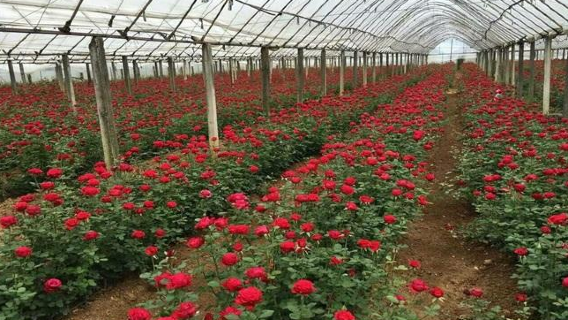 Poskam Xianqie Rose Zhongzhi Base