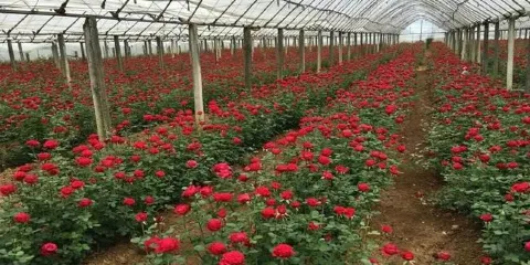 澤普縣鮮切玫瑰花種植基地