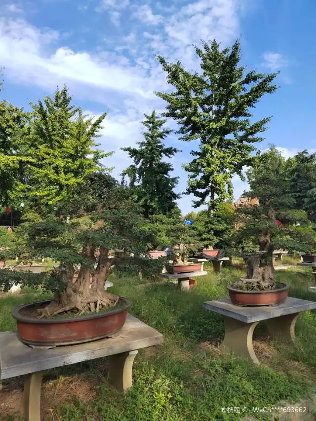 Hotels in der Nähe von Fruit Bonsai Art Garden