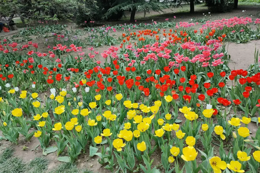 Shijiazhuang Botanical Garden—Flower Garden