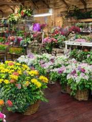 Town & Country Nurseries and Florist