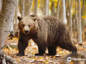 Κέντρο Προστασίας Αρκούδας - Bear Conservation Area
