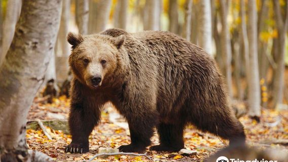 Κέντρο Προστασίας Αρκούδας - Bear Conservation Area