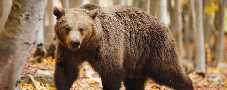 Κέντρο Προστασίας Αρκούδας - Bear Conservation Area